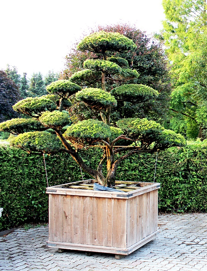 Taxus Cuspidata Bonsai Die Japanische Eibe
